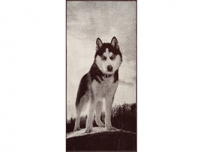 6с102.411ж1 Хаски (шоколад) Полотенце махровое 67х150см