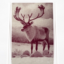 6с102.413ж1 Фото-олень(кр.дерево1) Полотенце махровое 81х160см