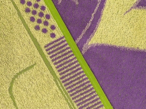 6с103.412ж1 Рядом с мамой(3-сирень4) Полотенце махровое 50х90см