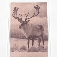 6с102.411ж1 Фото-олень(т.с.мальв1) Полотенце махровое 67х150см